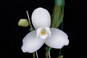 Lycaste Sagano Thornton Purity AM/AOS 83 pts.